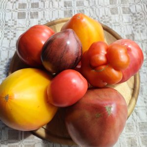 Ekologiški  įvairių veislių  spalvų, formų, skonių pomidorai. 